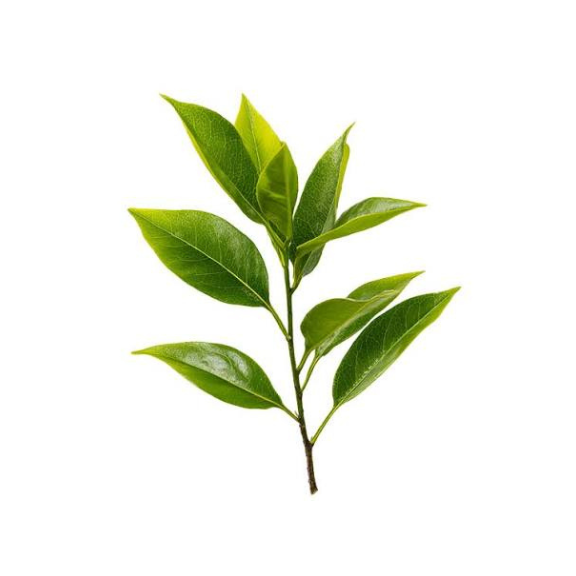 L-Theanine