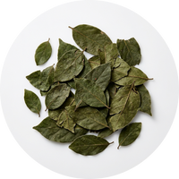 Gymnema Sylvestre