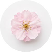 Sakura Flower Extract