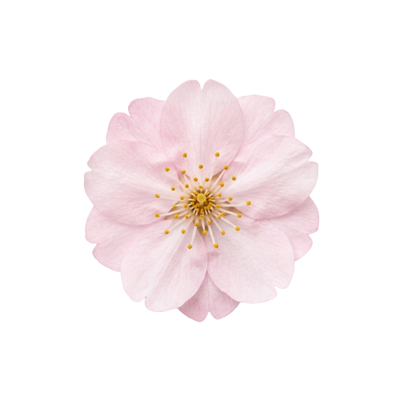 Sakura Flower Extract (Cherry Blossom)